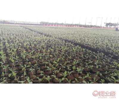 陜西柳葉馬鞭草種苗杯苗容器苗供應詳析