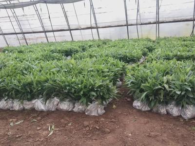 科技賦能育新苗 陜西秦蘊慧耕激活中藥材產業新質生產力