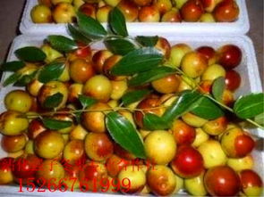 沾化冬棗與短枝冬棗 品種特性、繁殖及陜西種苗發展分析